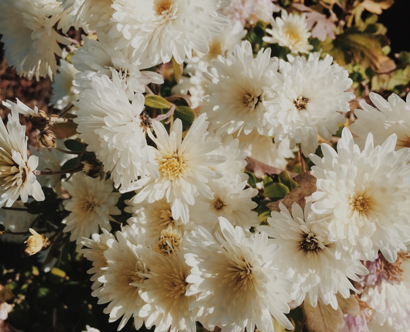 bouquet of white daisy flowers